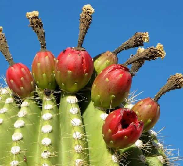 خرید نهال کاکتوس رنگی  میوه دار + قیمت فروش استثنایی